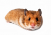 Hamster