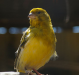 628px-canary_serinus_canaria