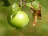Äpple - med kärnor | Foto: Stockxchng