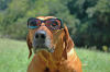 Hund | Stockphotomedia