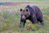Björnen lufsar | Foto: Stockxchng