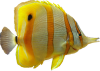 Fisk